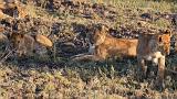 TANZANIA - Serengeti National Park - Leoni Lions - 33